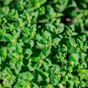 Greek Oregano Seeds (Origanum vulgare subsp. hirtum)