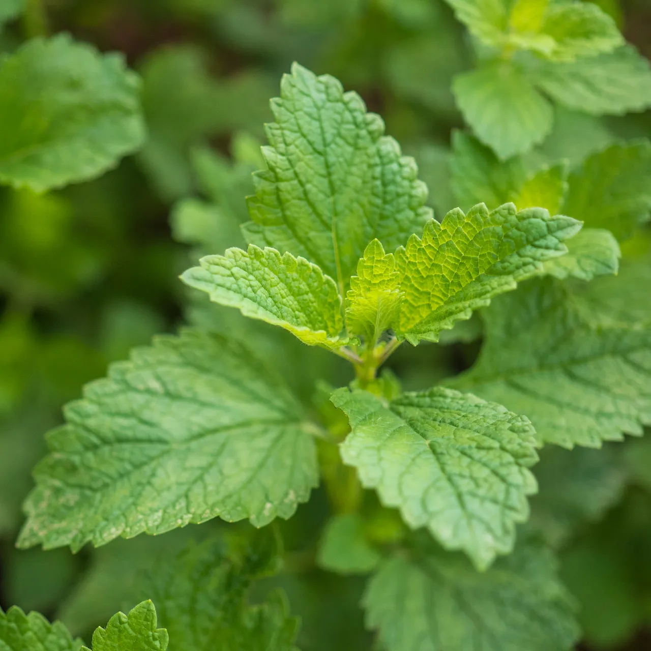 Lemon Balm Seeds (Melissa officinalis)